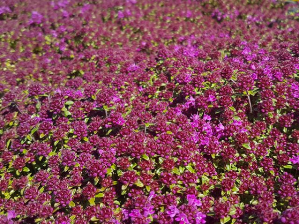 Thymus serpyllum, rot - (Roter Feld-Thymian),